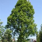 sequoia sempervirens1