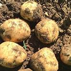 why are potatoes gmo heirloom seeds4