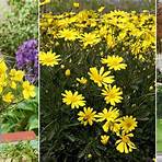 zagreb coreopsis perennials vs shrub pictures and facts1