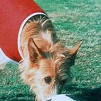 Soccer Dog – Ein Hund bleibt am Ball Film1