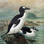 great auk facts2