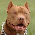 pitbull red nose preto4