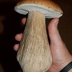 cepe mushrooms in the wild france 22
