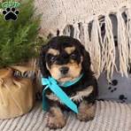 mini cavachon puppies for sale3