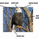bald eagle tradução4