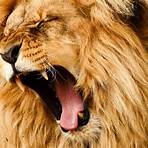 lion animal characteristics4