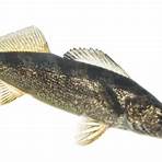 what are some types of fish raised in hatcheries near me location3