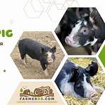 berkshire pigs characteristics and traits characteristics pdf5