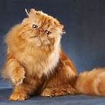 gatos persas preço3