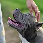 american bully3