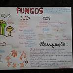 reino fungi mapa mental3