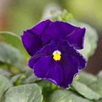 Purple Violets4