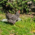 barred plymouth rock chickens1