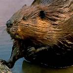 what is the taxonomy of a beaver called today3