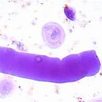 entamoeba coli trophozoite under microscope definition4