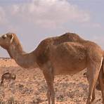 Camel Footage Camel1