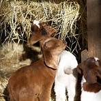 baby goats3