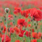 remembrance day poppy3