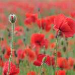 why are poppies used3