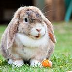 Rabbit wikipedia1