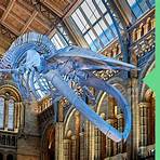 national history museum london2