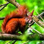 The Red Squirrel3