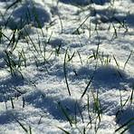winter kill grass2