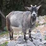 wild goats5