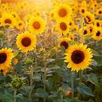 Sunflowers Interactive wikipedia1