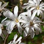 magnolia stellata4