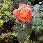 Les Roses anglaises3