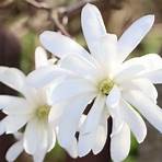 magnolia stellata2