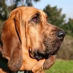 Bloodhound wikipedia2