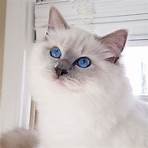 ragdoll cats for sale2