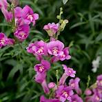 how to grow snapdragons1