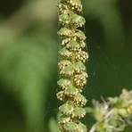 ambrosia pflanze4