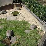 welche schildkröten leben in deutschland1