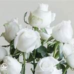 weiße rose symbol4