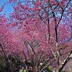 wuling farm cherry blossom4