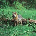 foxes characteristics1