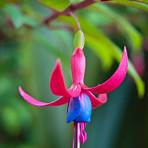 do hummingbirds like hibiscus bushes4