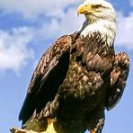 Eagle Pictures4