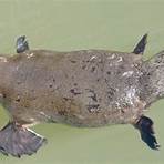 Platypus1