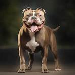 american bully3