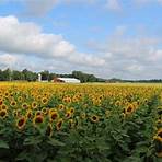 sunflower productions grand rapids4
