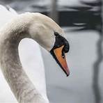 What does the Black Swan symbolize?1