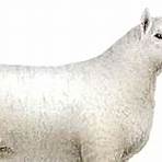 Sheep Arca5