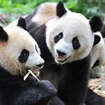 giant panda facts china3