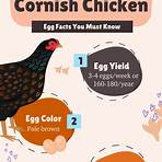 cornish chicken vs cross4