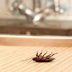 big bad bugs in kitchen1